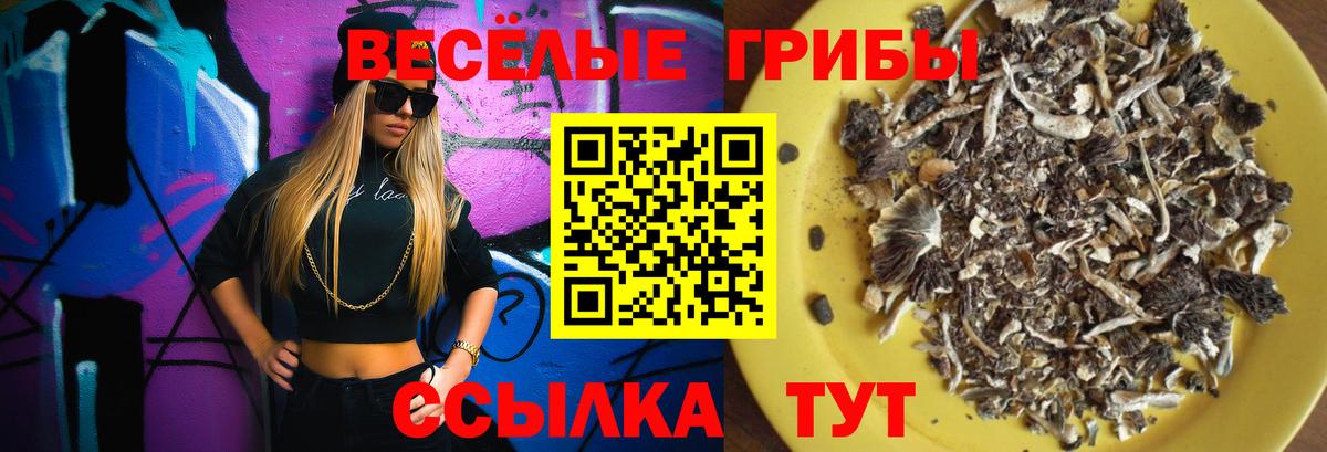 Псилоцибиновые грибы Cubensis Баксан